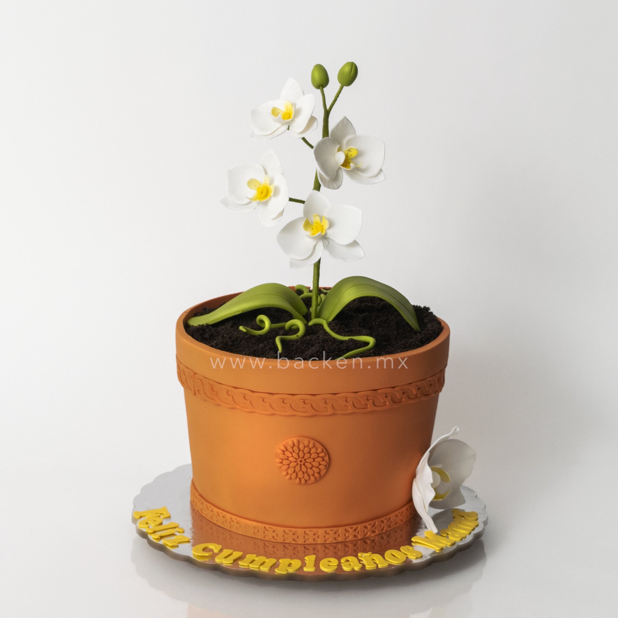 Celebra con Maceta con Orquídeas A Domicilio